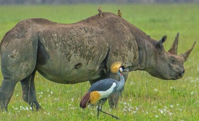 Ngorongoro Crater