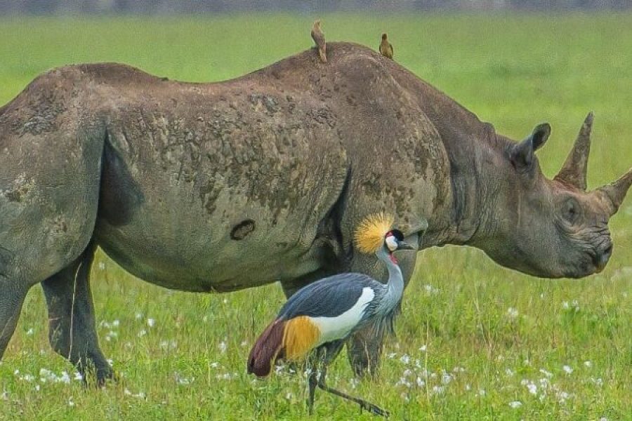 Ngorongoro Crater