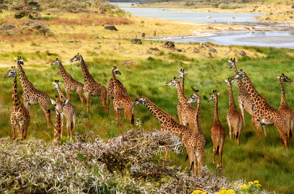 Egreat Safari