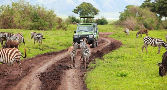Egreat Safari
