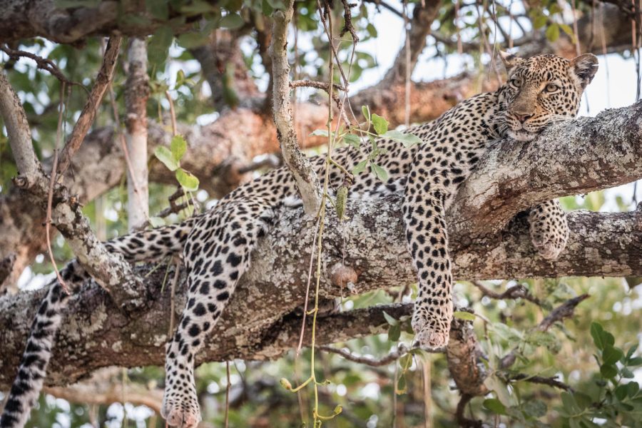 Saadan National Park