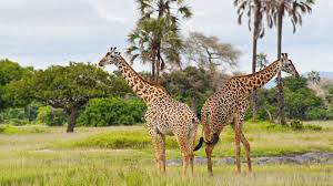 Egreat Safari