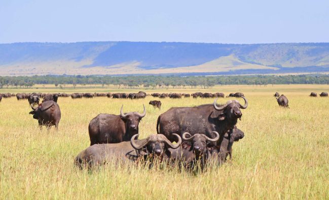 Migration Serengeti National Park