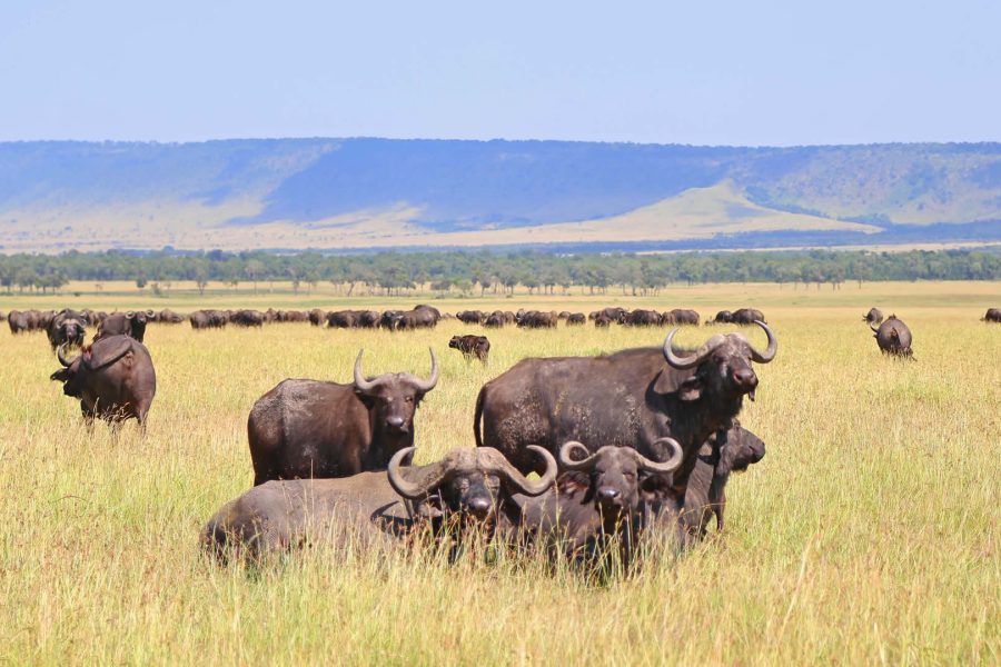 Migration Serengeti National Park
