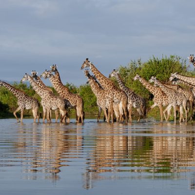 Southern Circuits Safaris