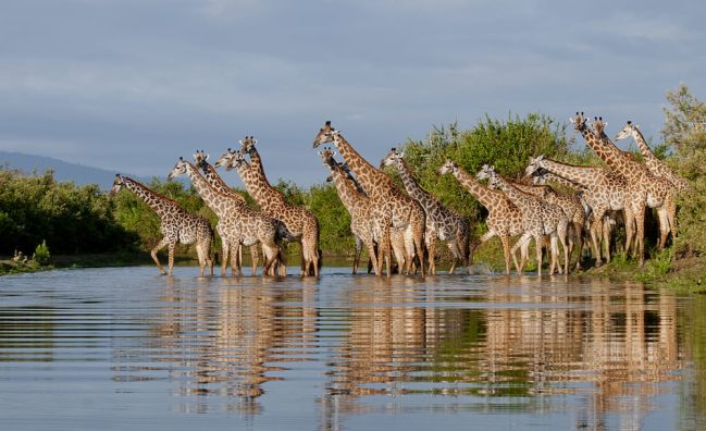Nyerere National Park