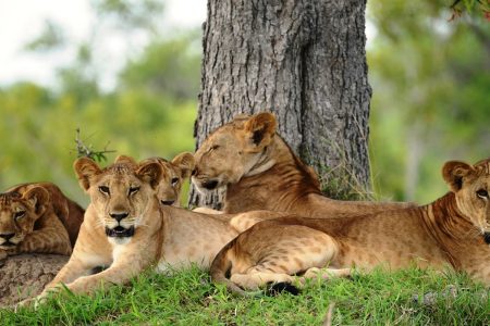 Manyara National Park