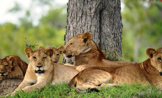 Manyara National Park