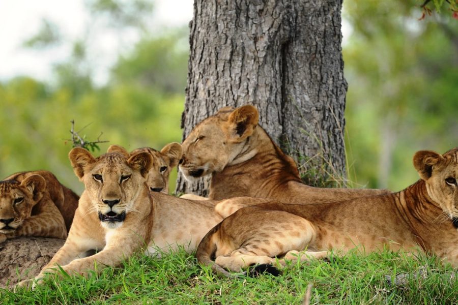Manyara National Park