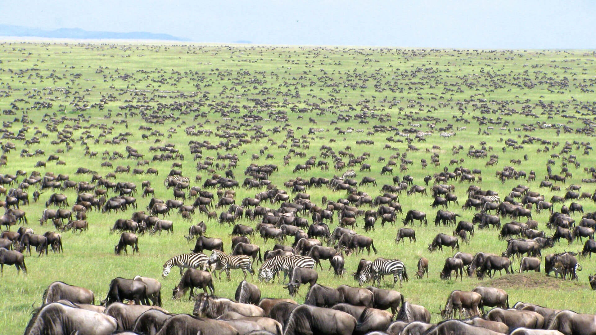 Egreat Safari
