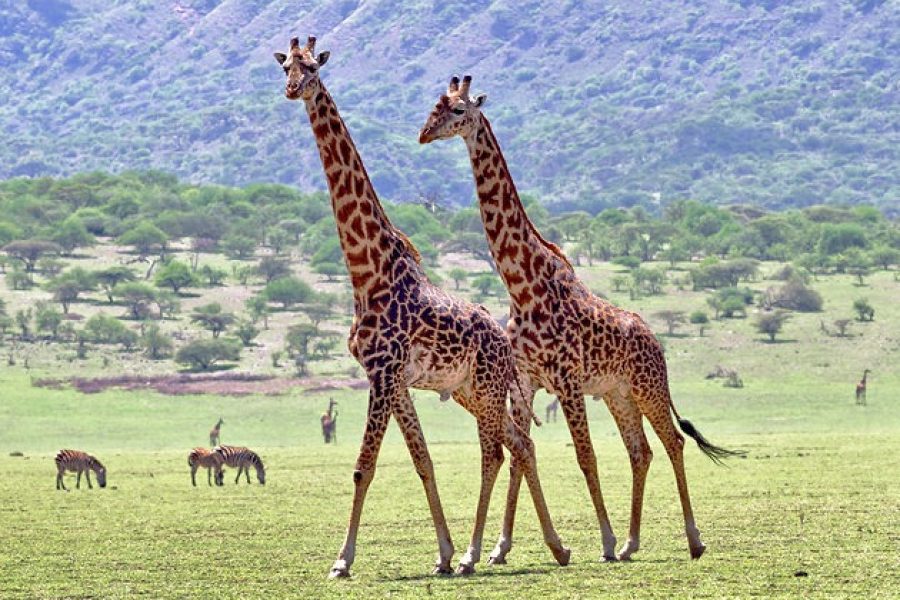 Tarangire National Park Safari