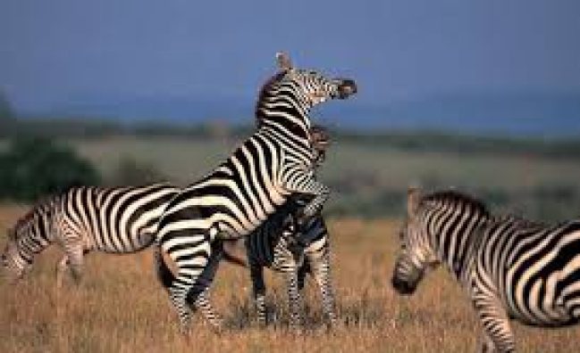 Arusha National Park