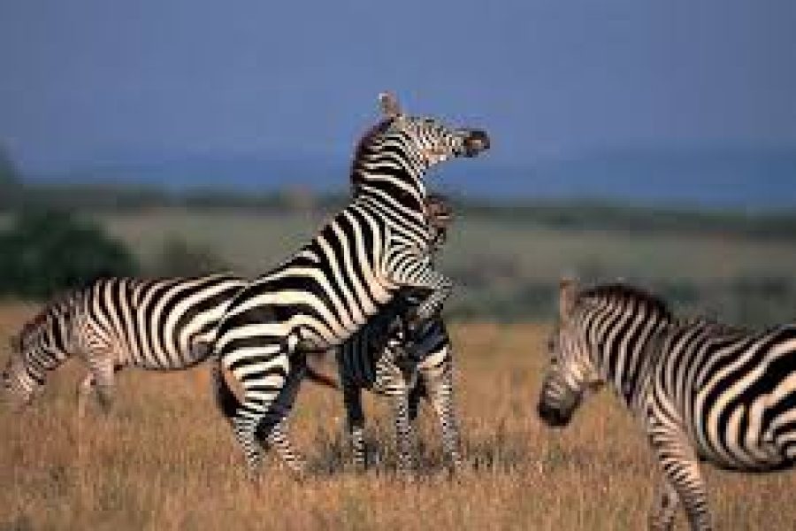 Arusha National Park