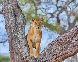 Egreat Safari